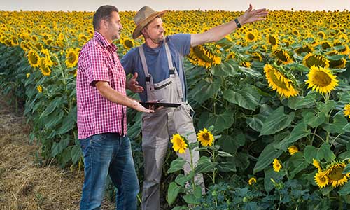 Beratung Landwirtschaft